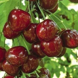 Cultivar de cerisier productif et résistant aux maladies Regina