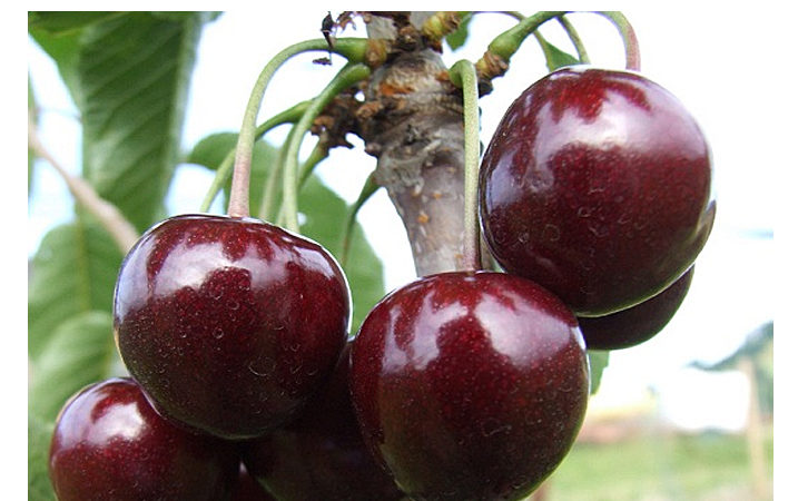 Les meilleures variétés de cerises pour la région de Moscou et d'autres régions de la Fédération de Russie