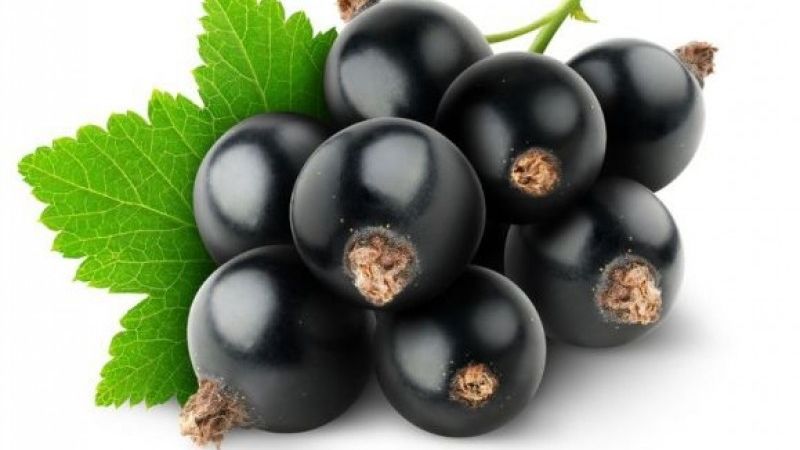 Cassis pour perdre du poids