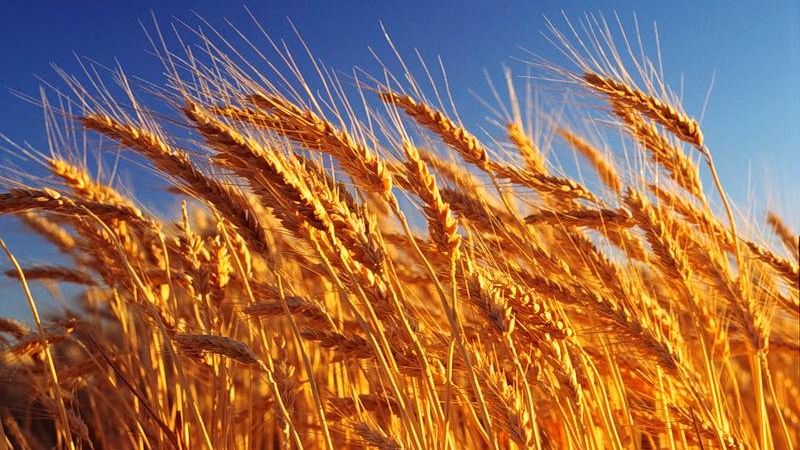 Qu'est-ce que le blé, à quelle famille il appartient - description complète