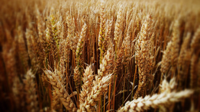 Qu'est-ce que le blé, à quelle famille il appartient - description complète