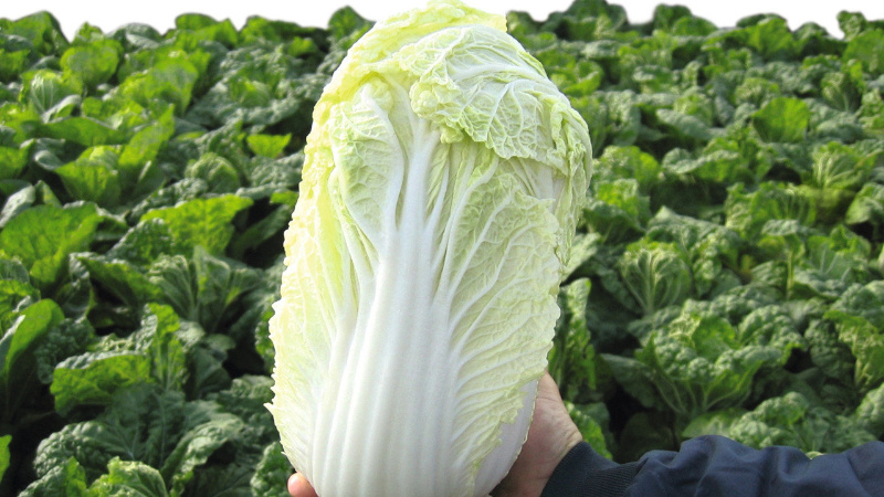 Régime pour perdre du poids sur le chou chinois: principes, régime approximatif, avis et résultats