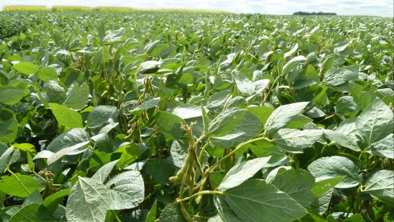 Photos et caractéristiques des variétés de soja