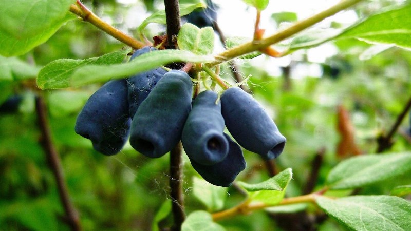 Où le chèvrefeuille pousse bien: conditions, variétés et régions de culture en Russie