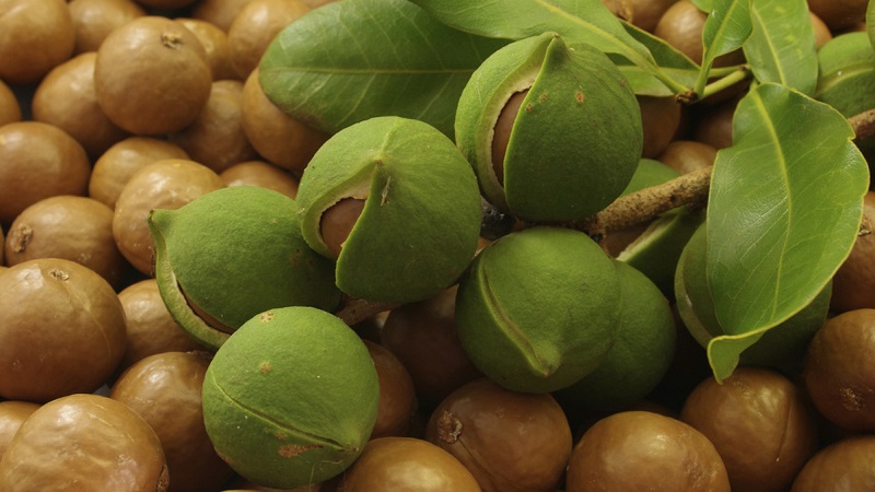 Où et comment la noix de macadamia pousse-t-elle et comment est-elle utilisée