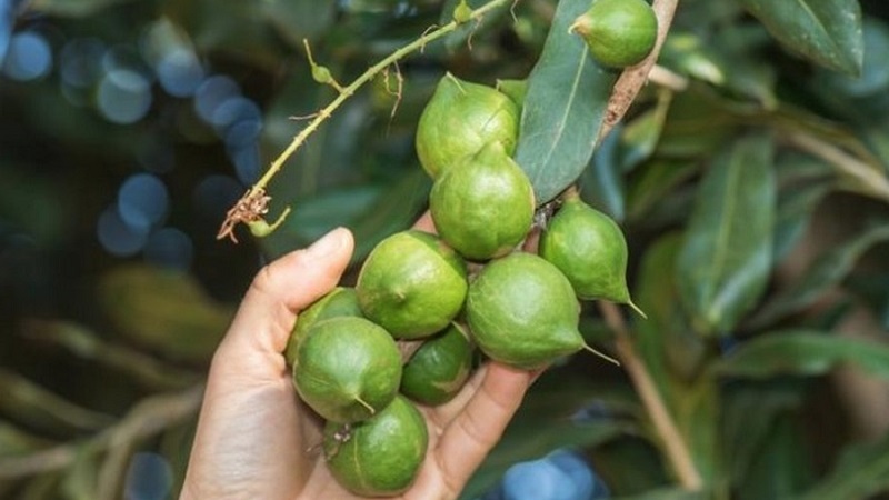 Comment faire pousser de la macadamia aux noix à la maison
