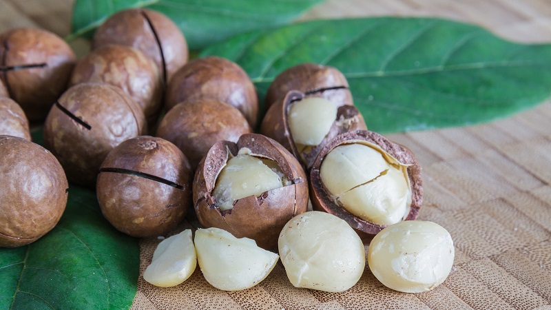 Où et comment la noix de macadamia pousse-t-elle et comment est-elle utilisée