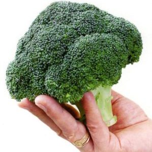 Chou brocoli hybride Batavia F1