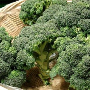 Chou brocoli hybride Batavia F1
