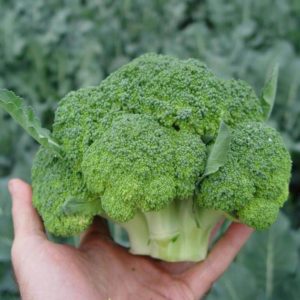 Chou brocoli hybride Batavia F1