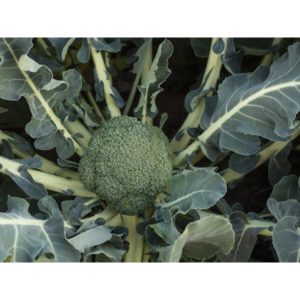 Chou brocoli hybride Batavia F1