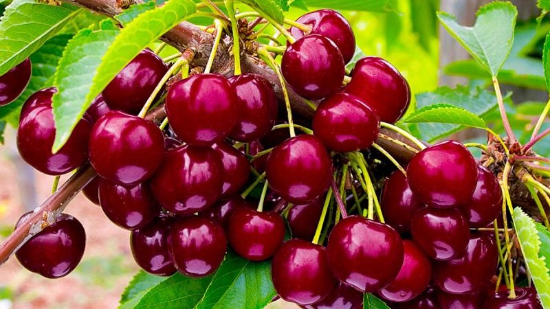 Caractéristiques et description des cerises Ovstuzhenka avec de grandes baies et un excellent goût