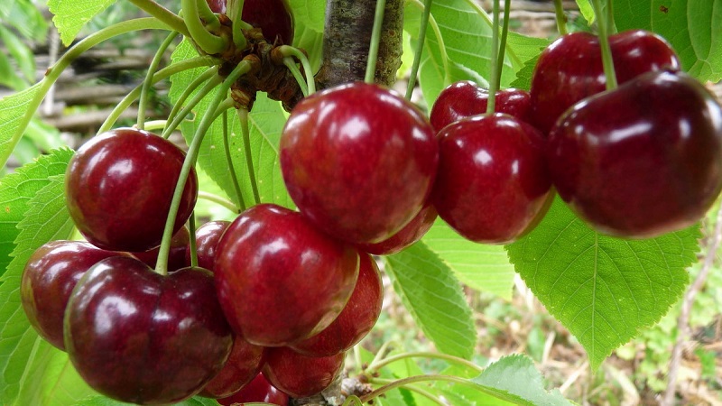 Caractéristiques et description des cerises Ovstuzhenka avec de grandes baies et un excellent goût
