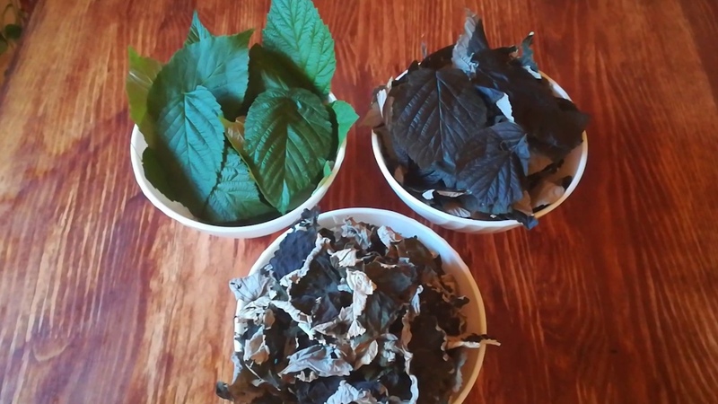 Comment fermenter les feuilles de framboise à la maison