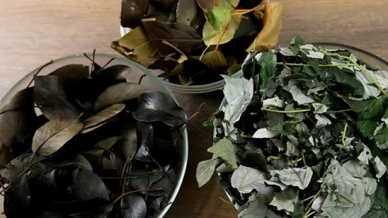 Comment fermenter les feuilles de framboise à la maison