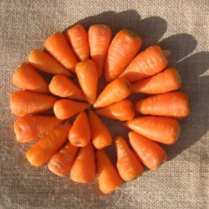 Quel est le nom de la variété de mini carottes