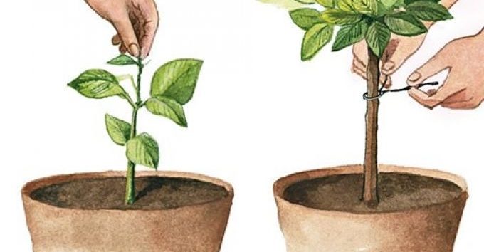 Comment tailler correctement un arbre de mandarine à la maison: instructions étape par étape