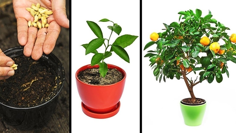 Comment tailler correctement un arbre de mandarine à la maison: instructions étape par étape