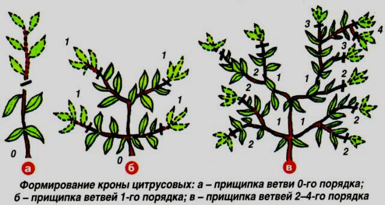 Comment tailler correctement un arbre de mandarine à la maison: instructions étape par étape