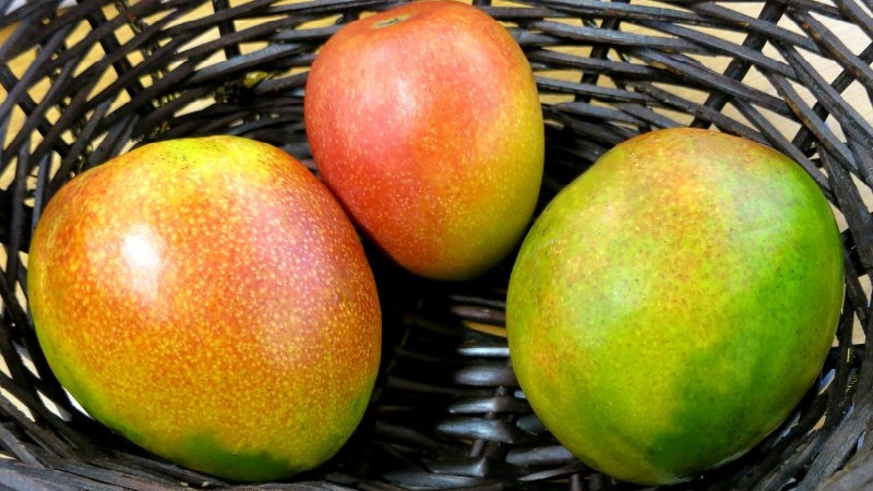 Comment déterminer le degré de maturité d'une mangue et faire mûrir le fruit à la maison