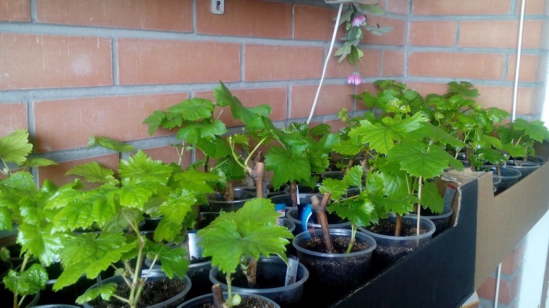 Comment planter et faire pousser des raisins sur le balcon