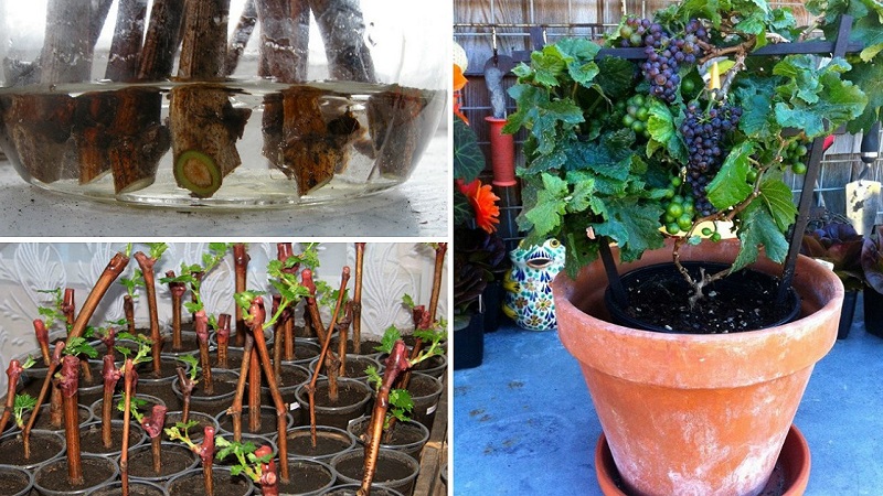 Comment planter et faire pousser des raisins sur le balcon