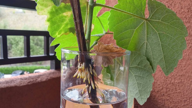 Comment planter et faire pousser du raisin à la maison