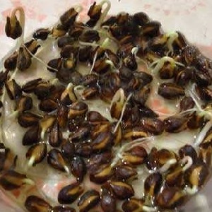 Comment planter et faire pousser du raisin à la maison