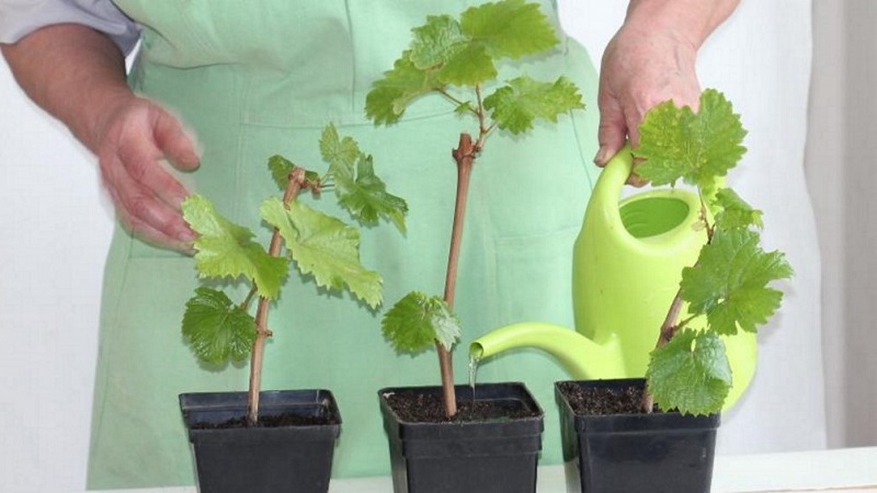 Comment planter et faire pousser du raisin à la maison