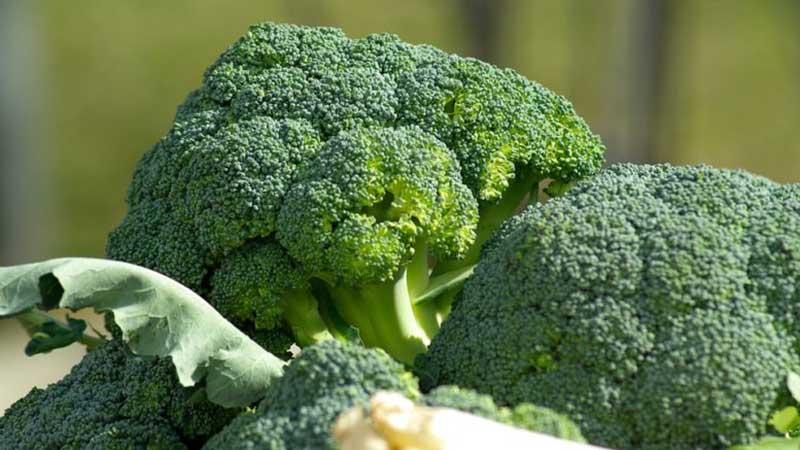 Comment conserver correctement le brocoli