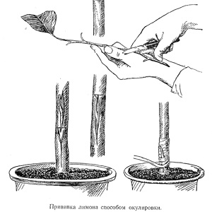 Comment planter correctement un citron à la maison pour qu'il ne fasse pas mal et ne porte pas de fruits