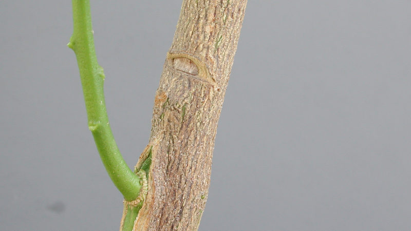 Comment bien planter la mandarine à la maison