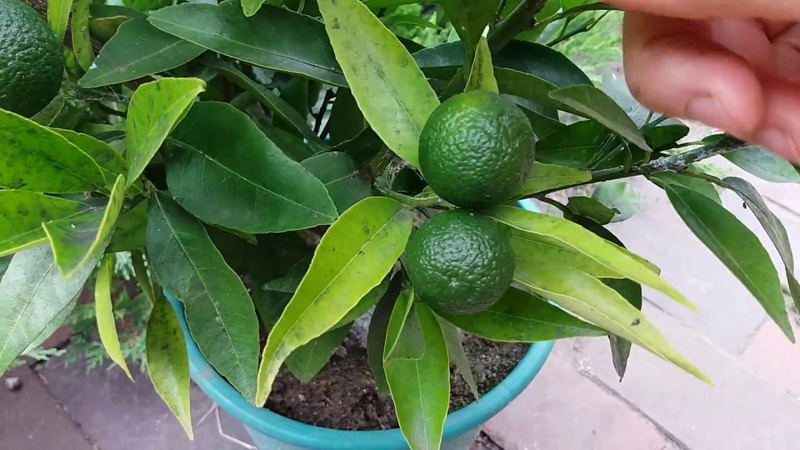 Comment faire pousser de la chaux à partir d'une pierre ou de boutures à la maison