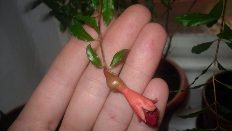 Comment faire pousser de la grenade en intérieur: caractéristiques d'entretien