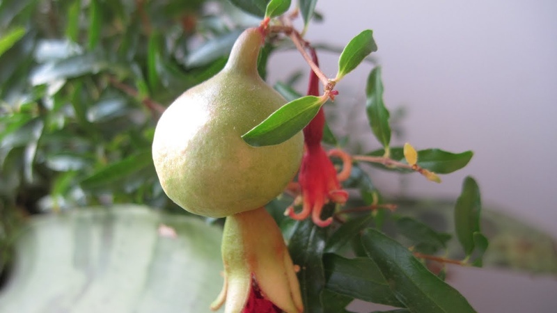 Comment faire pousser de la grenade en intérieur: caractéristiques d'entretien