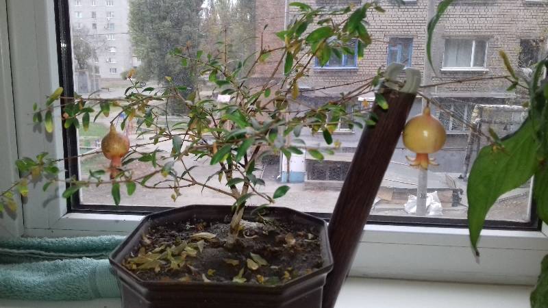 Comment faire pousser de la grenade en intérieur: caractéristiques d'entretien