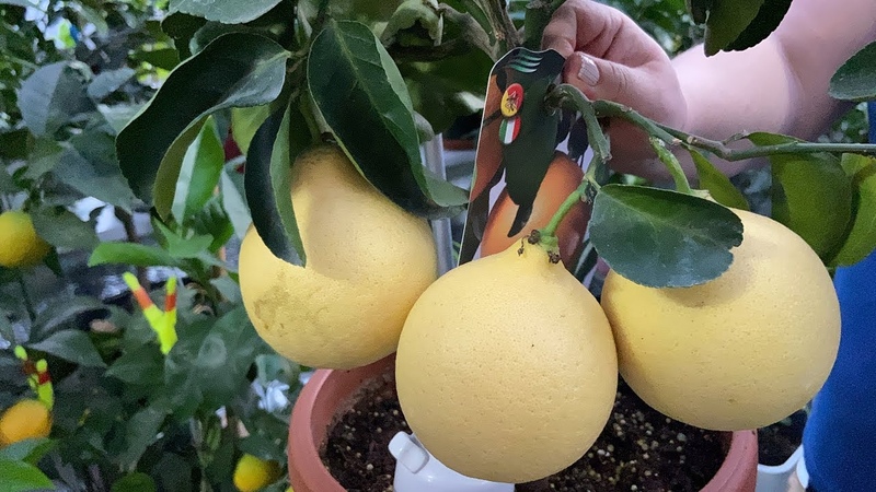 Comment faire pousser du citron à la maison sur un rebord de fenêtre