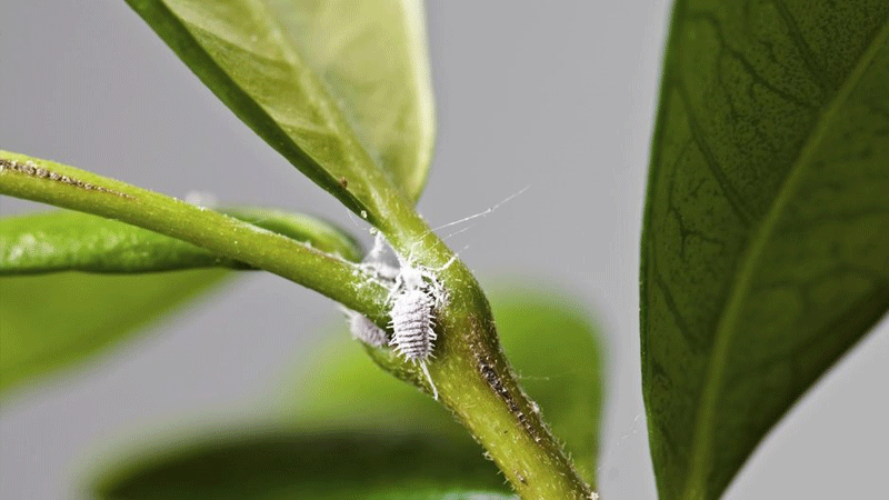 Comment faire pousser un mandarinier à la maison: règles d'entretien