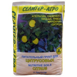 Comment faire pousser un mandarinier à la maison: règles d'entretien