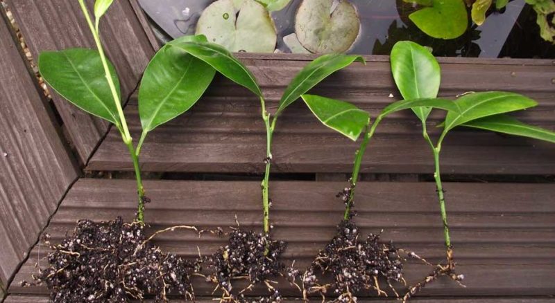 Comment faire pousser un mandarinier à la maison: règles d'entretien