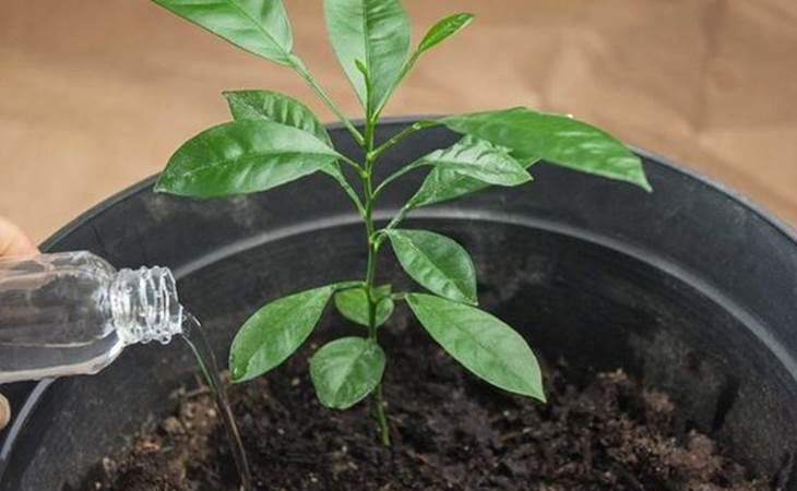 Comment faire pousser un mandarinier à la maison: règles d'entretien