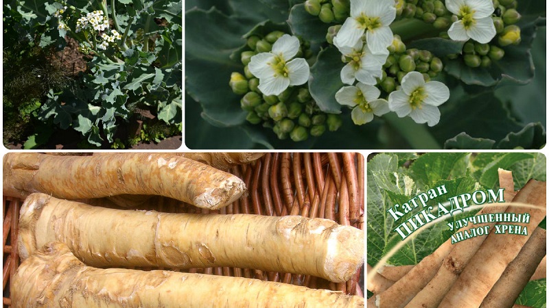 Quelles sont les variétés de raifort et comment choisir le meilleur