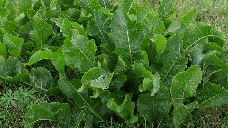 Quelles sont les variétés de raifort et comment choisir le meilleur