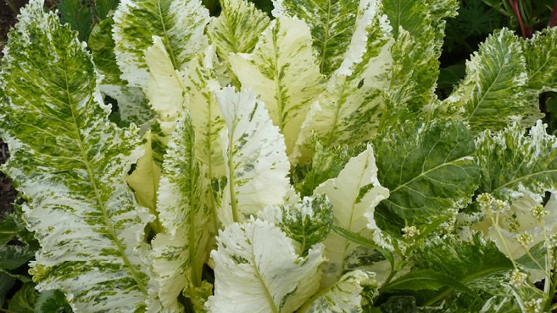 Quelles sont les variétés de raifort et comment choisir le meilleur