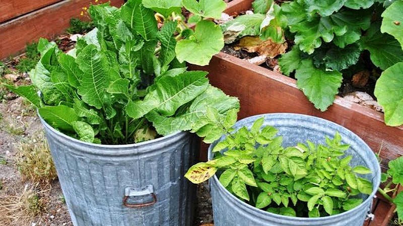 Quelles sont les variétés de raifort et comment choisir le meilleur