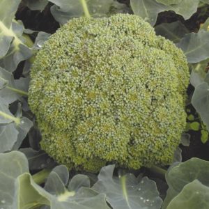 Caractéristiques de la culture et description de la variété de chou brocoli Tonus