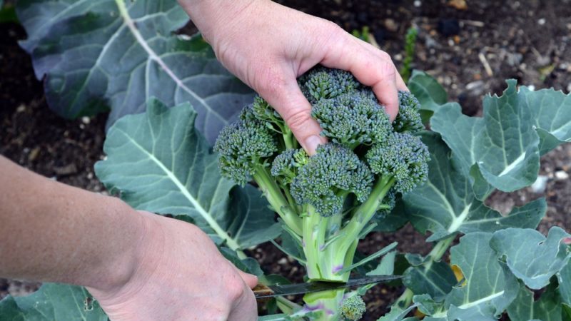 Caractéristiques de la culture et description de la variété de chou brocoli Tonus