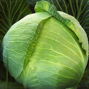 Un hybride précoce du chou Krautkaiser F1, adapté au stockage à long terme
