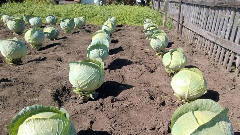 Un hybride précoce du chou Krautkaiser F1, adapté au stockage à long terme