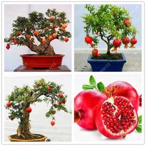 Comment faire pousser des bonsaïs de grenade d'intérieur